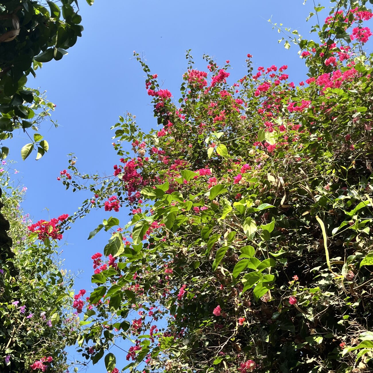 IMG_5920